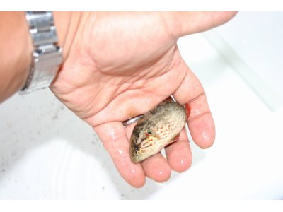 日本淡水魚 オヤニラミ