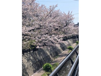桜満開です。