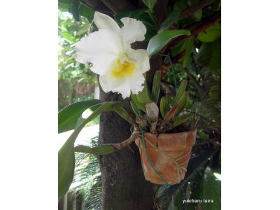 今年も咲きました：白い綺麗なカトレアの花
