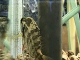 オヤニラミ