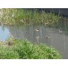 春です。散歩③