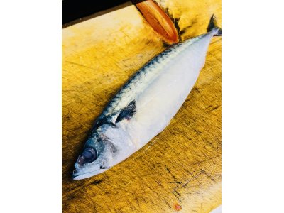 今日もしっかり仕入れてます