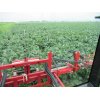 9/23【ヨトウムシ（夜盗虫）…活性】