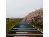 すごぼりの桜並木&鷲(わし)の木桜遊歩道公園