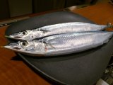秋刀魚
