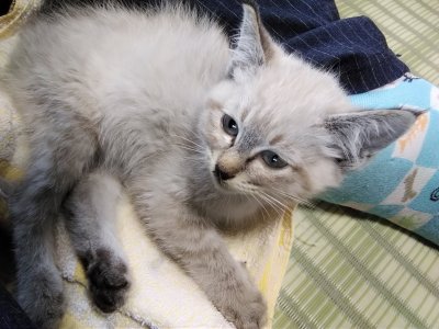 新しく仲間入り