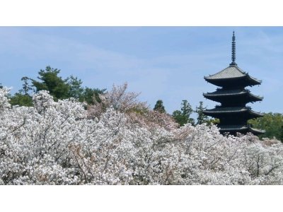 今日は、「仁和寺」へ！　世界遺産・国宝　①