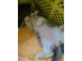 子ねこさん日記③