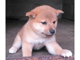 本日可愛い盛りの市丸姫の子犬、男の子2匹 新しいご家族様決定しました。