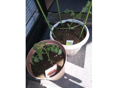 ミニトマトと小玉スイカを植えました
