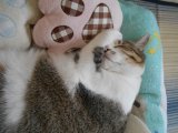 チリチリと頭に突き刺さります。