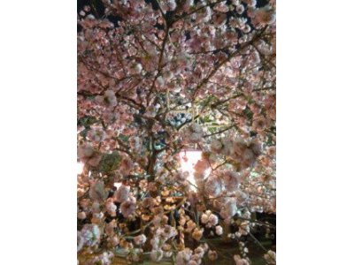 造幣局の桜の通り抜けに