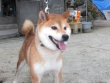 キラ姫と、結婚したお相手の、ハンサムボーイ錦丸です。