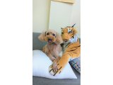 キャメルくん