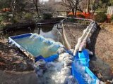 井の頭公園 かいぼり隊!!