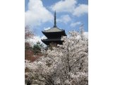 京都、仁和寺の御室桜。