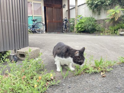 おはようございます。光療術院のひかりです。