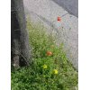 春散歩⑤　道すがら、こんなに綺麗に咲いてくれています。