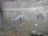 最新入荷魚