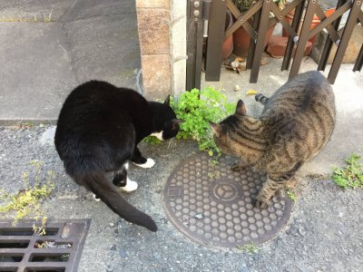 おはようございます。きょうも元気な笑顔で頑張りましょう。