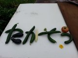 高創ファームの野菜達