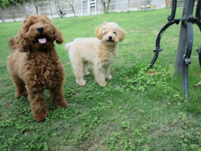 トイプードル　子犬たちもドッグラン