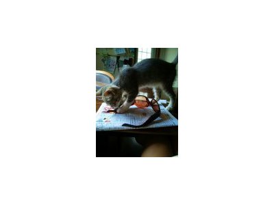 子ねこさん日記