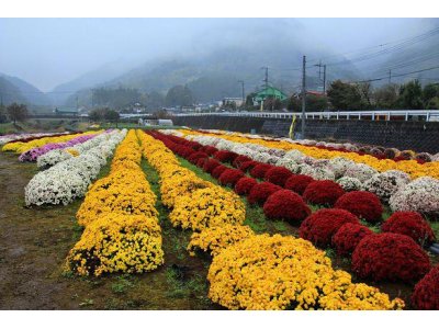 南足柄・ざる菊まつり