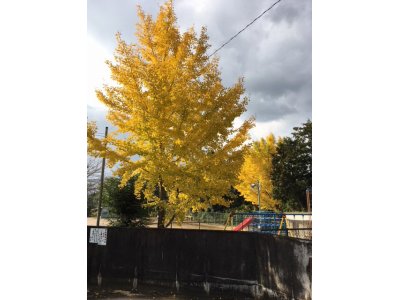 今年もイチョウの木がきれいです。