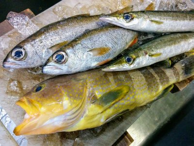 小田原で取れたて新鮮な魚！