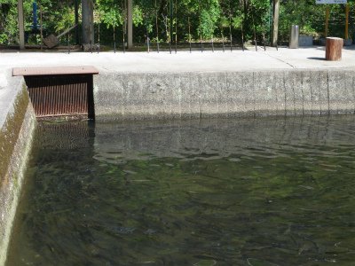上川養鱒場たより 1月18日 朝