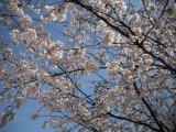 藍住町は桜の花が満開