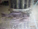 最新入荷魚