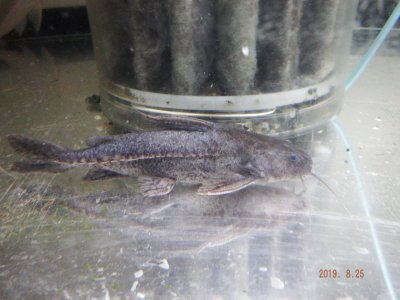 最新入荷魚