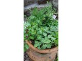 ハーブを植えました。