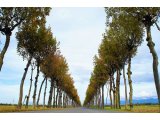 オススメの紅葉名所は?