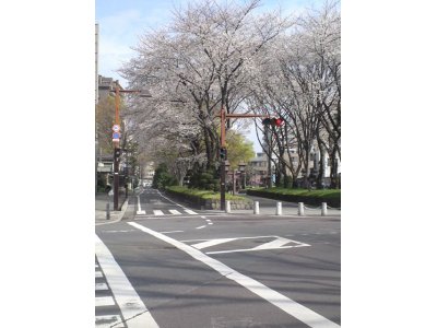 氷川参道の桜
