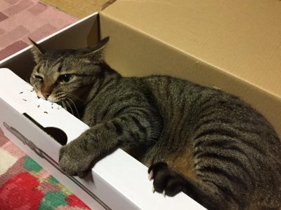 おはようございます。きょうもハッピーな笑顔で頑張りましょう。