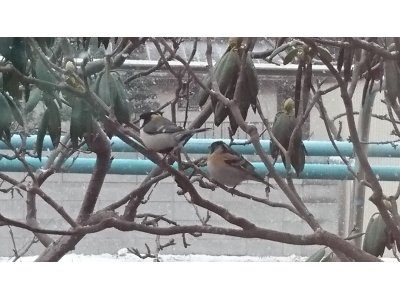 冬?