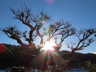 新年おめでとうございます