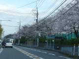 葉山小学校の桜もきれいですよ