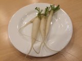 ミニ大根　　三浦野菜