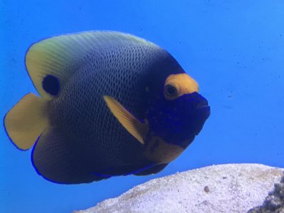 アデヤッコ
