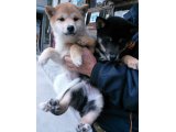 本日の紹介は、３か月１８日目の豆柴の写真です。