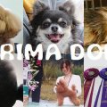 犬の美容室PRIMA DOLL(ぷりまどーる)