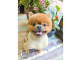 チョコくん
