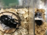 タランドゥス