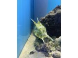 コンゴウ