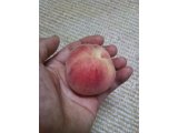 桃を収穫しました。