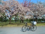 皇居外苑の八重桜